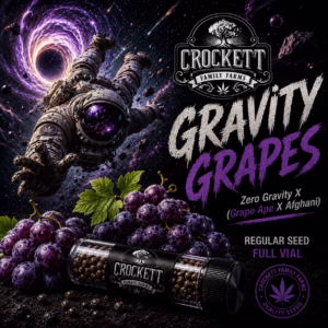 Gravity Grapes regular cannabis seeds from Crockett Family Farms