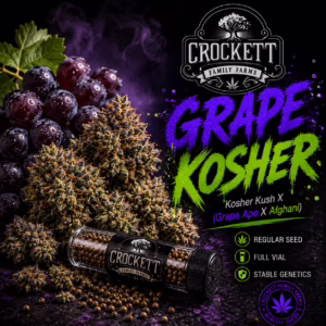 Grape Kosher regular cannabis seeds from Crockett Family Farms
