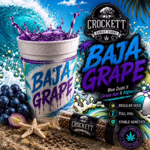 Baja Grape regular cannabis seeds from Crockett Family Farms
