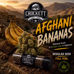 Afghani Bananas regular cannabis seeds from Crockett Family Farms
