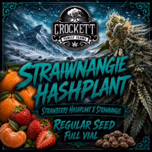 Strawnangie Hashplant regular cannabis seeds from Crockett Family Farms