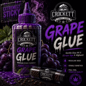 Grape Glue regular cannabis seeds from Crockett Family Farms
