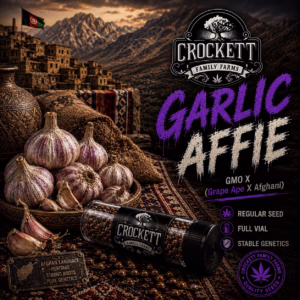 Garlic Affie regular cannabis seeds from Crockett Family Farms