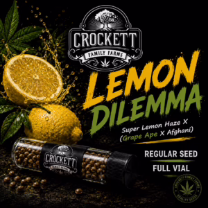 Lemon Dilemma regular cannabis seeds from Crockett Family Farms