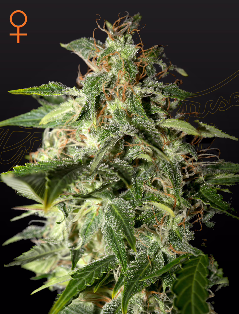 Afgooey feminized cannabis seeds by Green House Seed Co, Afghan x Maui Haze (feminized), 10-pack