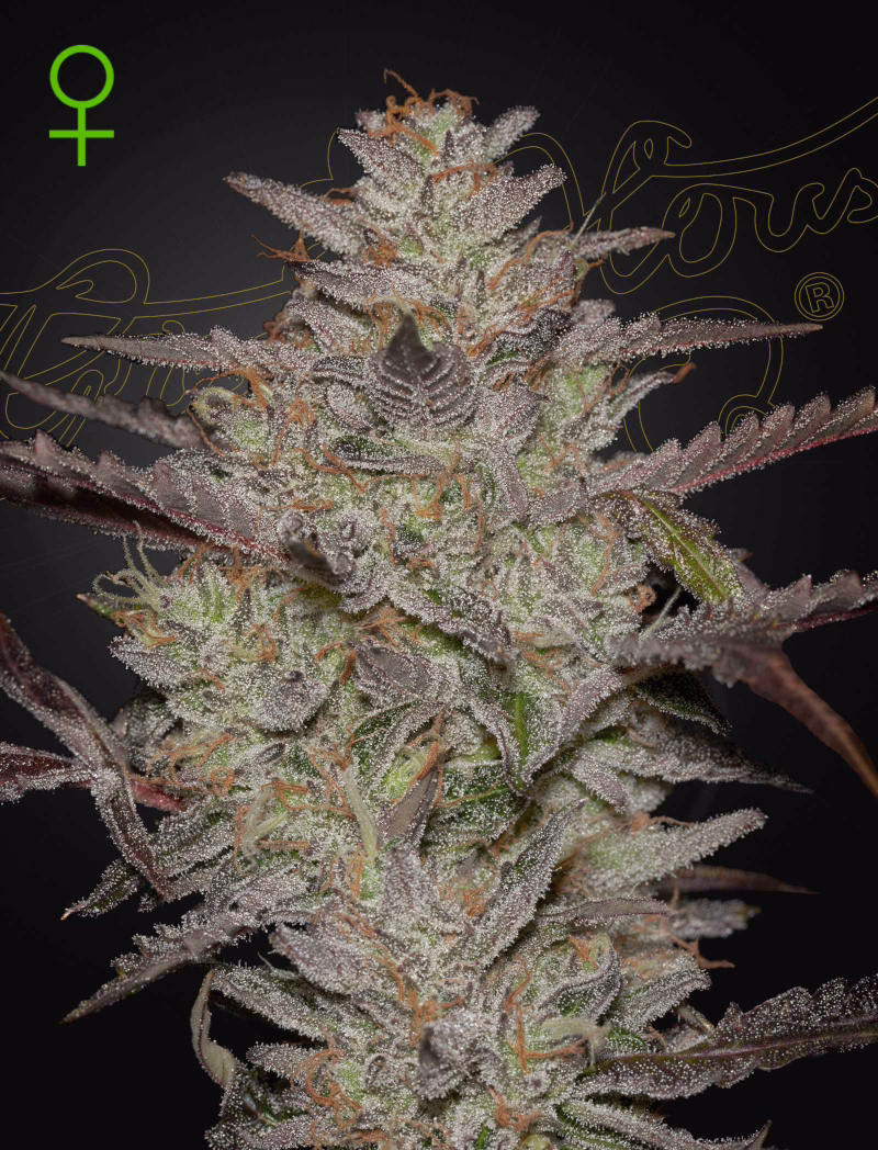 AlienZ Auto autoflower cannabis seeds by Green House Seed Co, AlienZ x Watermelon auto