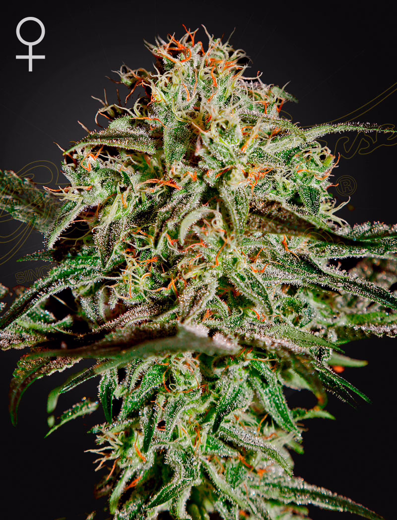 A.M.S. feminized cannabis seeds by Green House Seed Co, Swiss sativa x Swiss indica, 5-pack