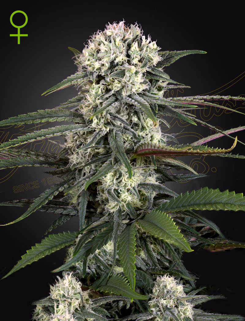 Auto-Bomb autoflower cannabis seeds by Green House Seed Co, Green-O-Matic x Big Bang Autoflowering, 5-pack