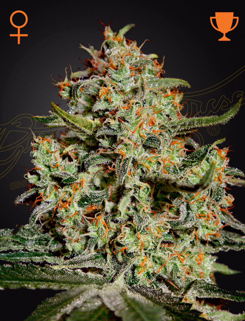 Big Bang feminized cannabis seeds by Green House Seed Co, Skunk x Northern Light x El Niño, 10-pack