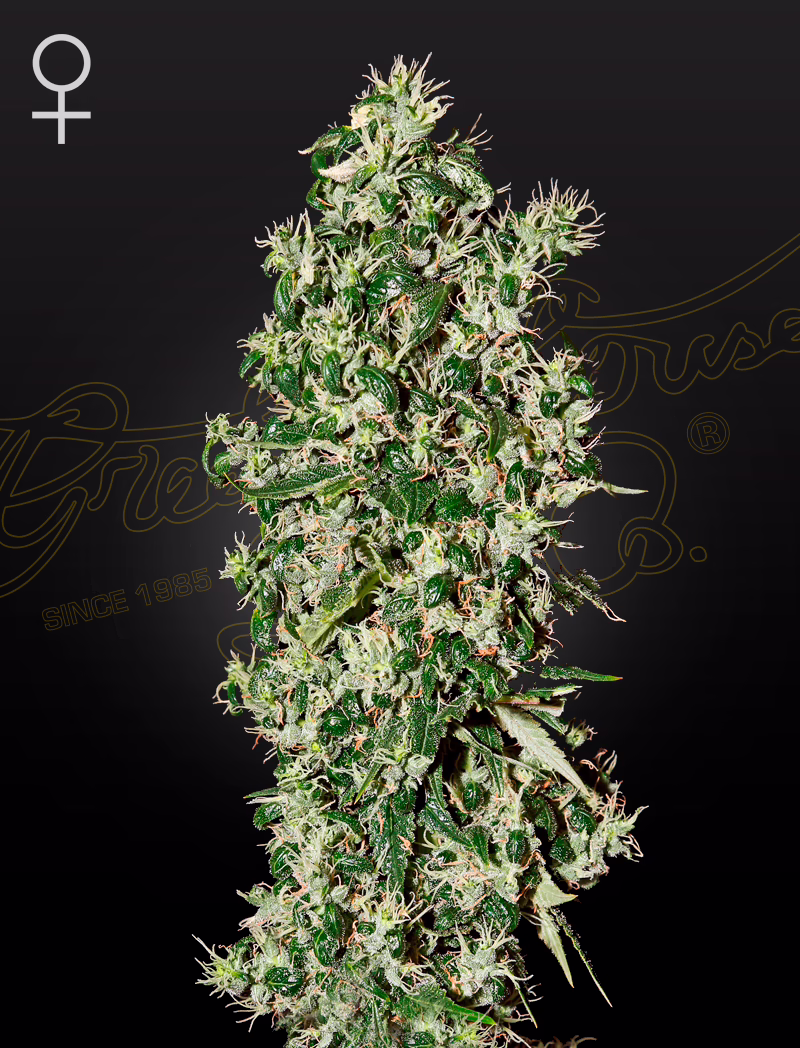 Big Tooth feminized cannabis seeds by Green House Seed Co, Afghan x Hawaiian Sativa x Nepalese Hash, 5-pack