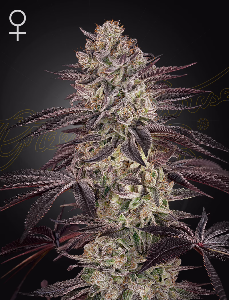 Biscotti Auto autoflower cannabis seeds by Green House Seed Co, Biscotti x Gelato #41 Auto
