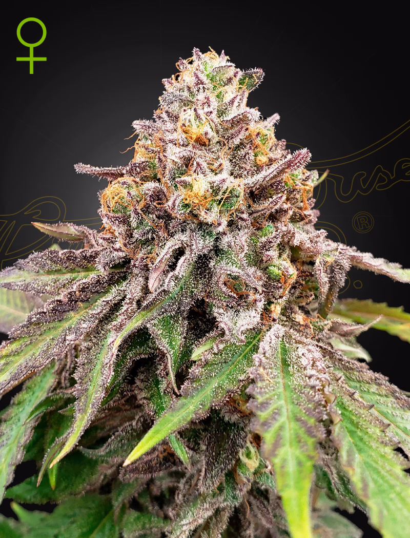 Blue Haze x Gelato 41 Auto autoflower cannabis seeds by Green House Seed Co