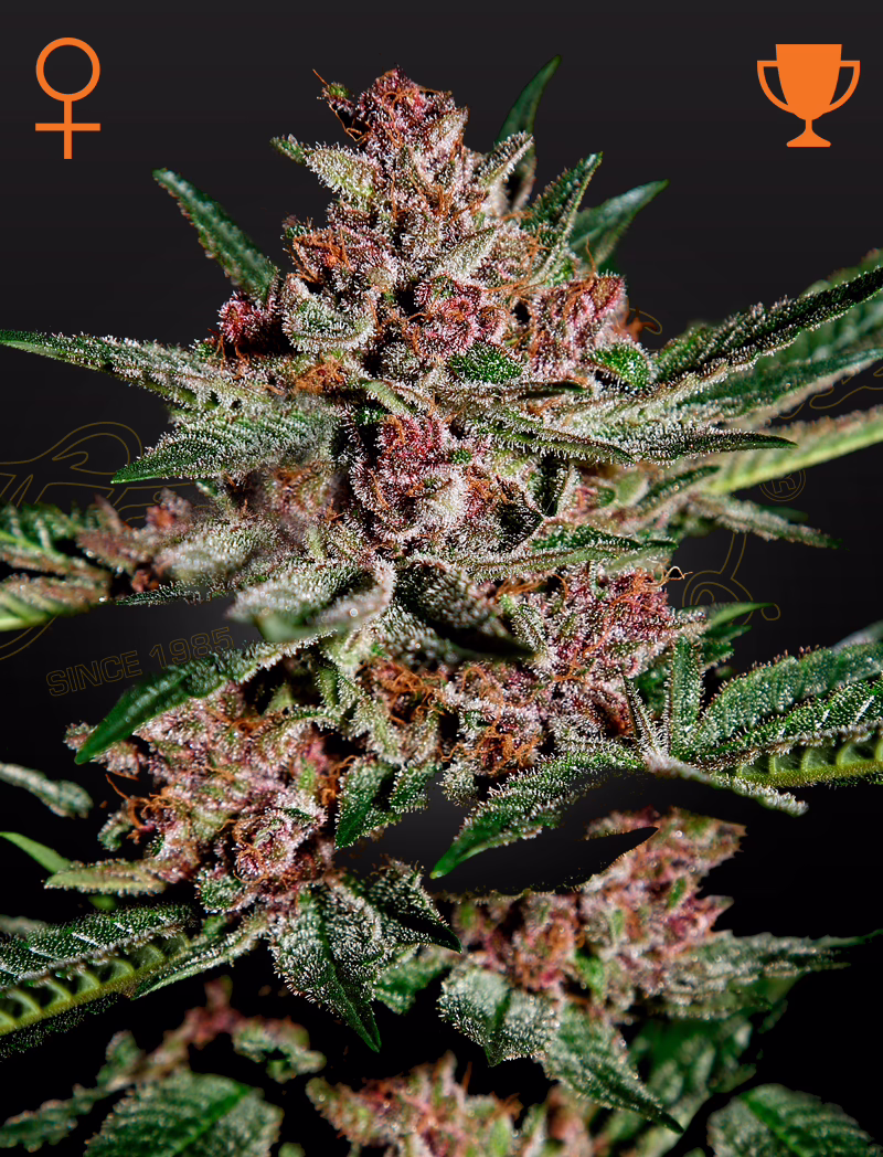 Bubba Kush feminized cannabis seeds by Green House Seed Co, Bubble Gum x Kush, 5-pack