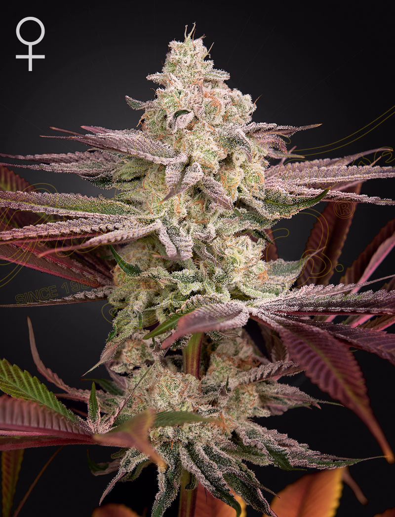 Chemical Bride feminized cannabis seeds by Green House Seed Co, Wedding Cake x Chemdog