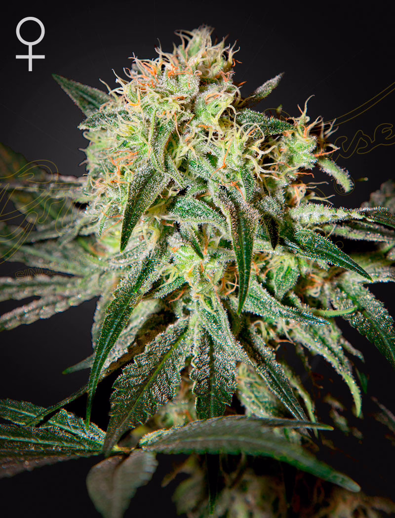 Damn Sour feminized cannabis seeds by Green House Seed Co, Sour Sage, 5-pack
