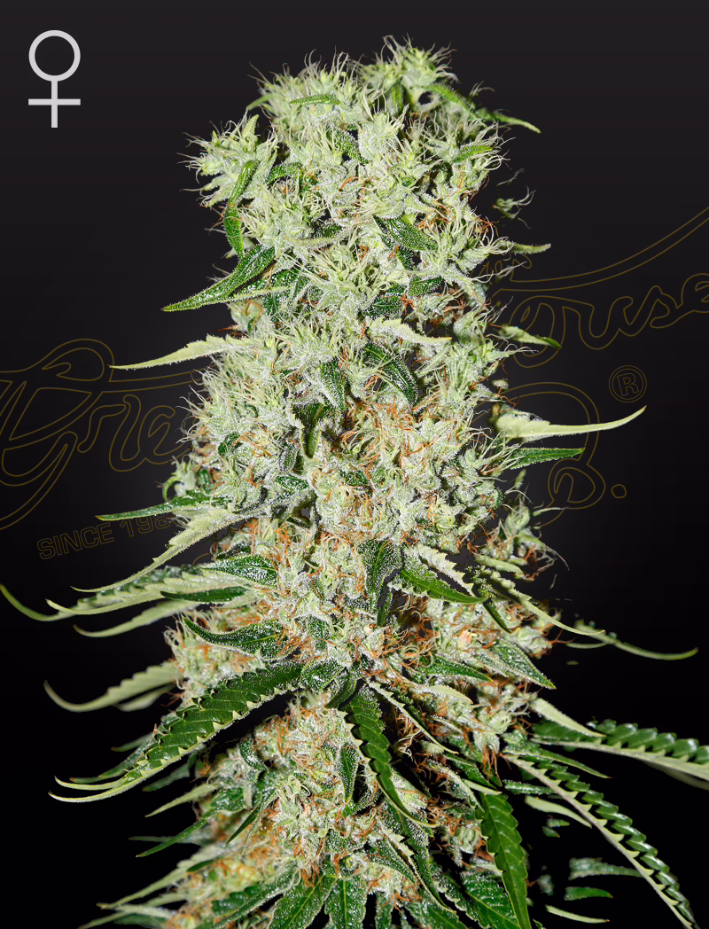 Damnesia feminized cannabis seeds by Green House Seed Co, A.M.S. x Amnesia Haze, 5-pack