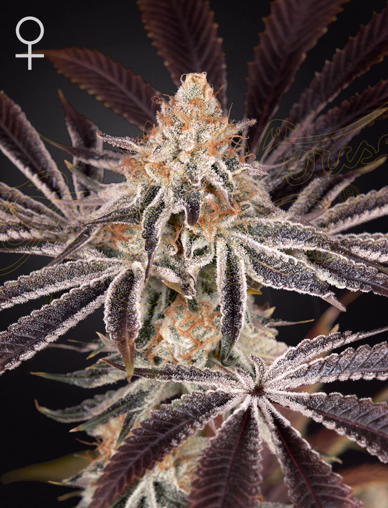 Dark Phoenix feminized cannabis seeds by Green House Seed Co, Trainwreck x Jack Herer