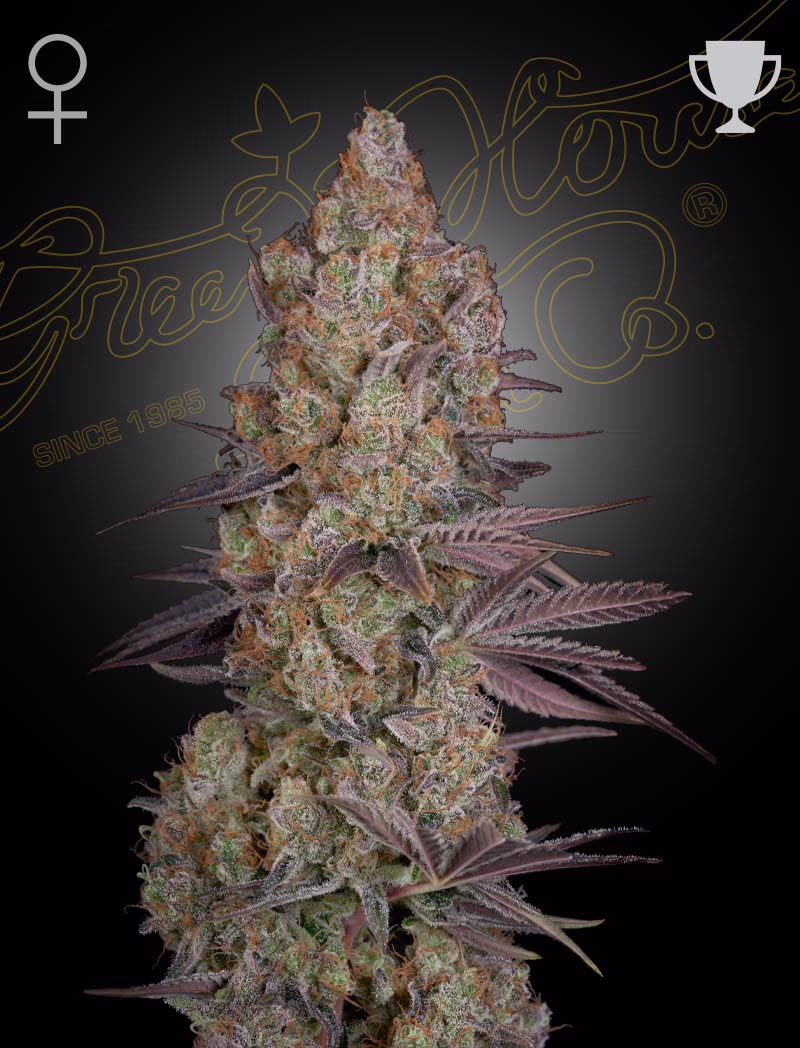 Exodus Cheese feminized cannabis seeds by Green House Seed Co, Exodus Cheese (the only original Cheese), 5-pack