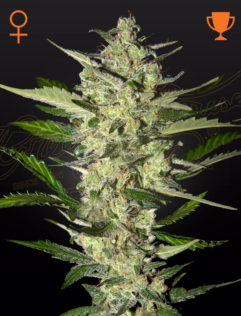 Flowerbomb Kush feminized cannabis seeds by Green House Seed Co, Green Crack x OG Kush (feminized), 5-pack