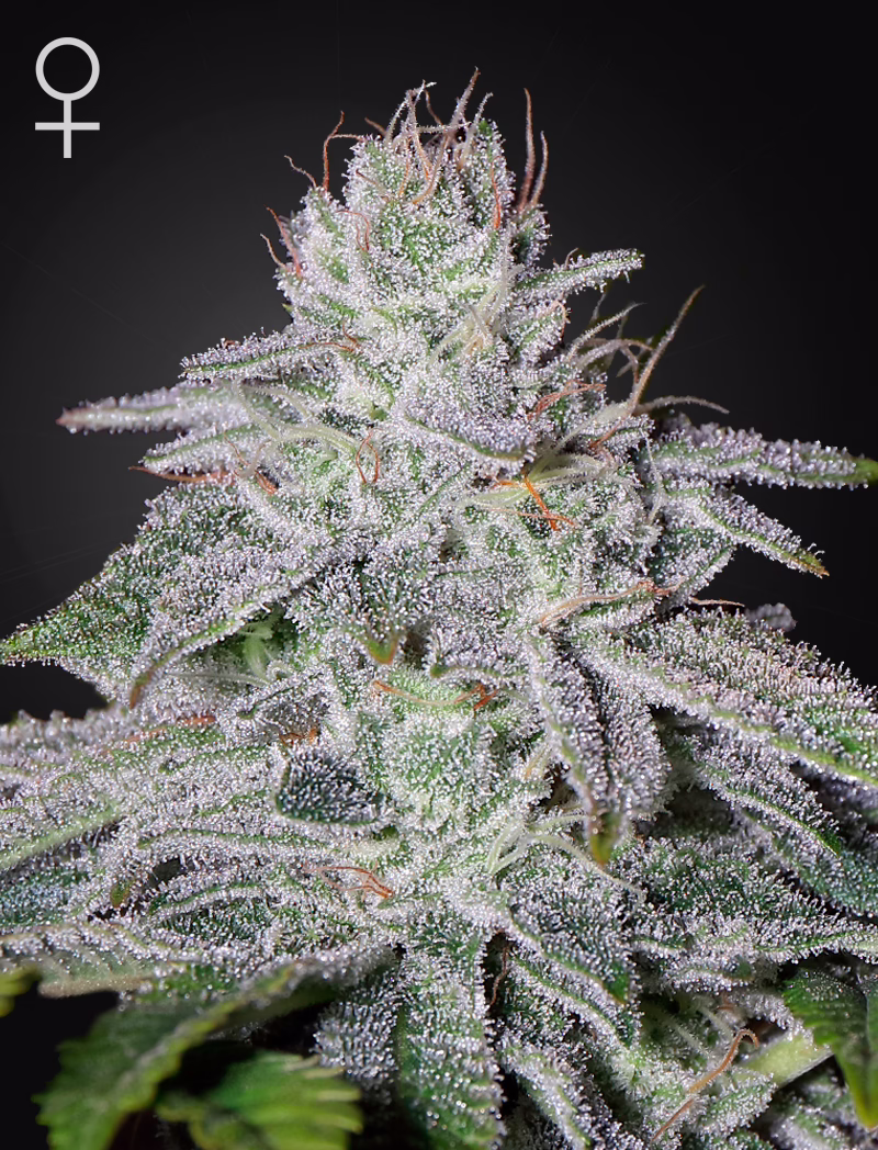 Franco's Lemon Cheese feminized cannabis seeds by Green House Seed Co, Super Lemon Haze x Exodus Cheese