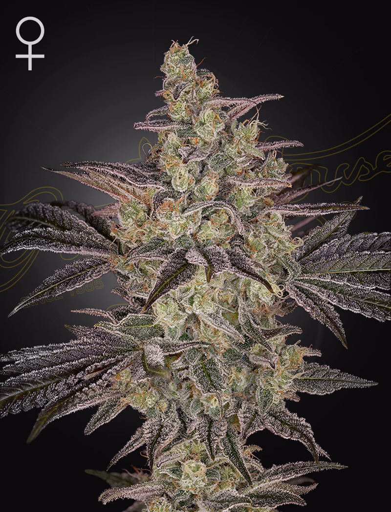 Frosted Guava Auto autoflower cannabis seeds by Green House Seed Co, Frosted Guava x Gelato #41 Auto