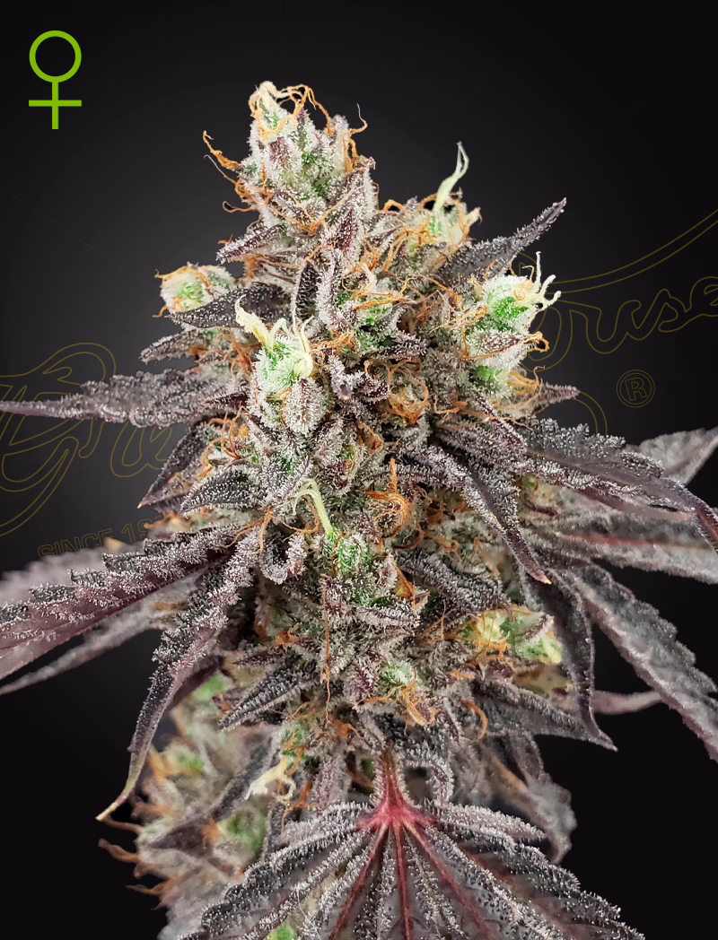 Gelato 41 x Gelato 41 Auto autoflower cannabis seeds by Green House Seed Co, Gelato 41 x Gelato 41 Auto