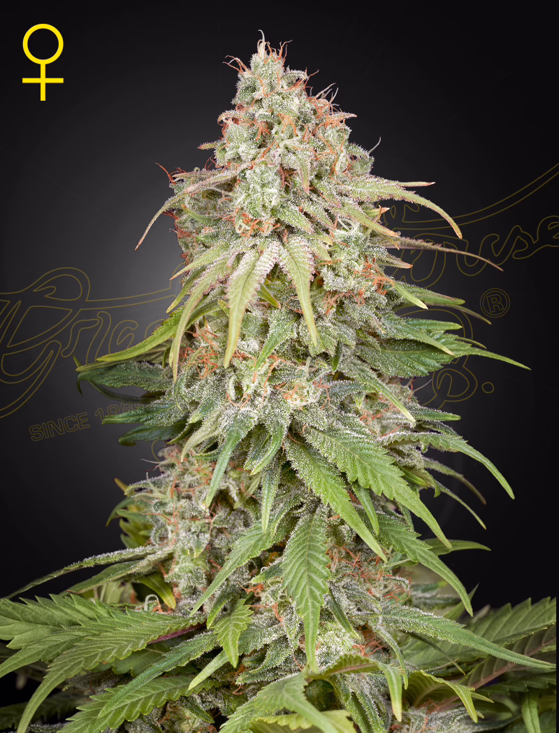 GH Amnesia feminized cannabis seeds by Green House Seed Co, Super Silver Haze x Afghan, 5-pack