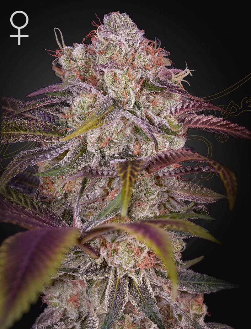 Gran Jefa feminized cannabis seeds by Green House Seed Co, Money Maker x Runtz