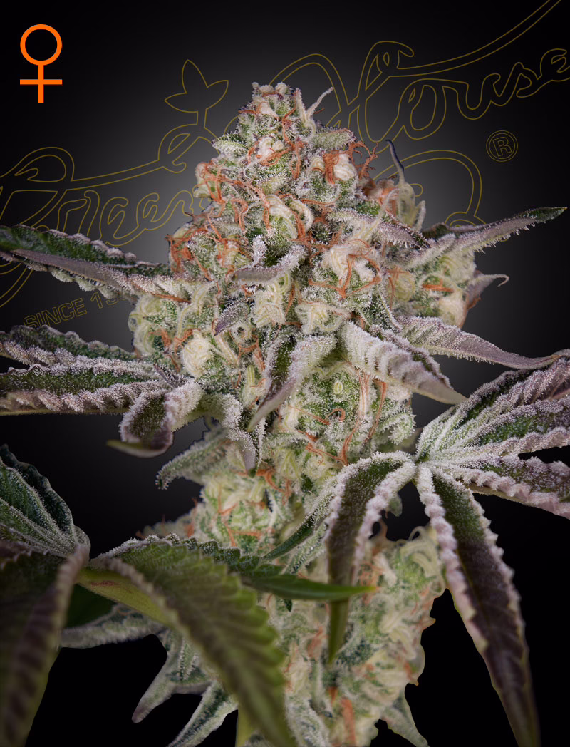 Great White Shark feminized cannabis seeds by Green House Seed Co, Super Skunk x Brazilian x South Indian, 10-pack