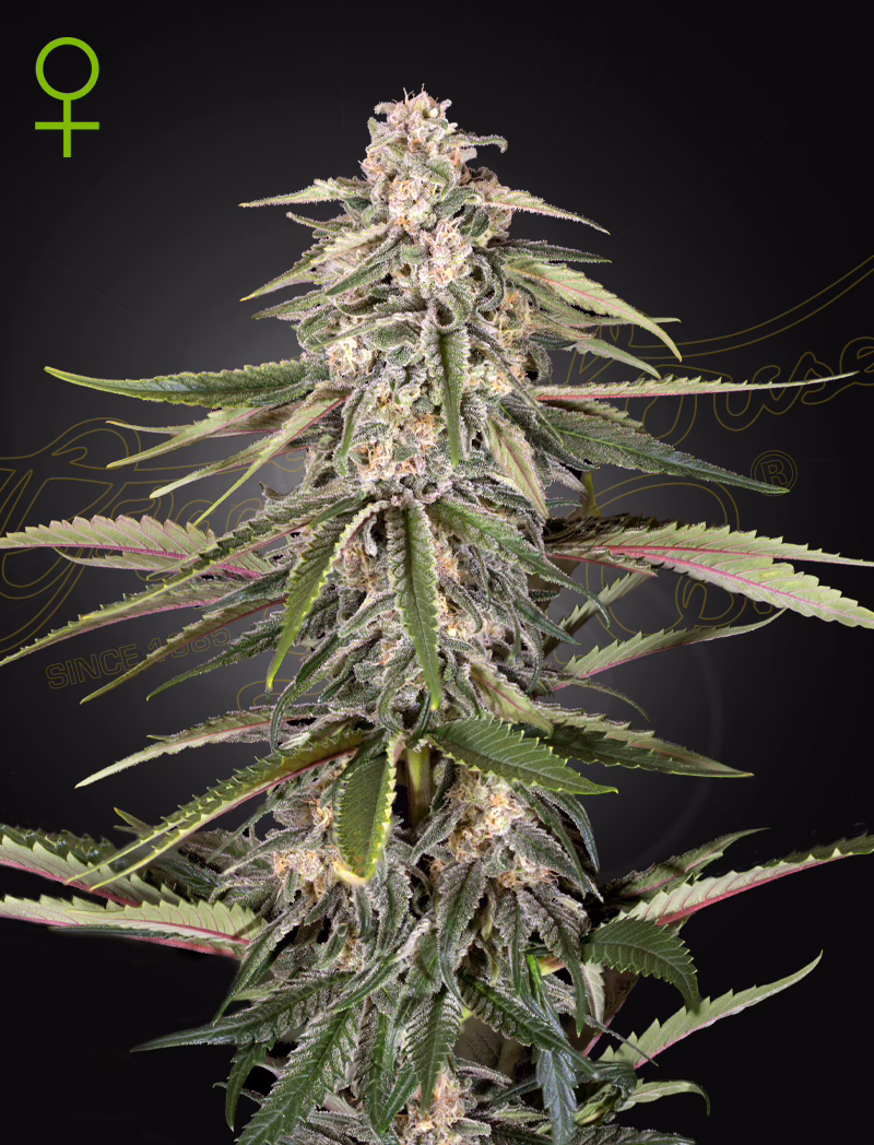 Green-O-Matic autoflower cannabis seeds by Green House Seed Co, Ruderalis x Moroccan x White Dwarf x Low Rider, 10-pack