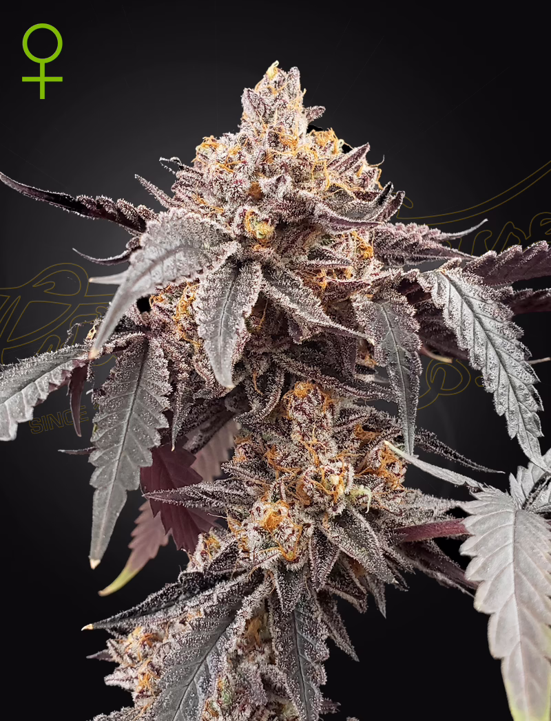 Guava x Gelato 41 Auto autoflower cannabis seeds by Green House Seed Co, Guava x Gelato 41 Auto