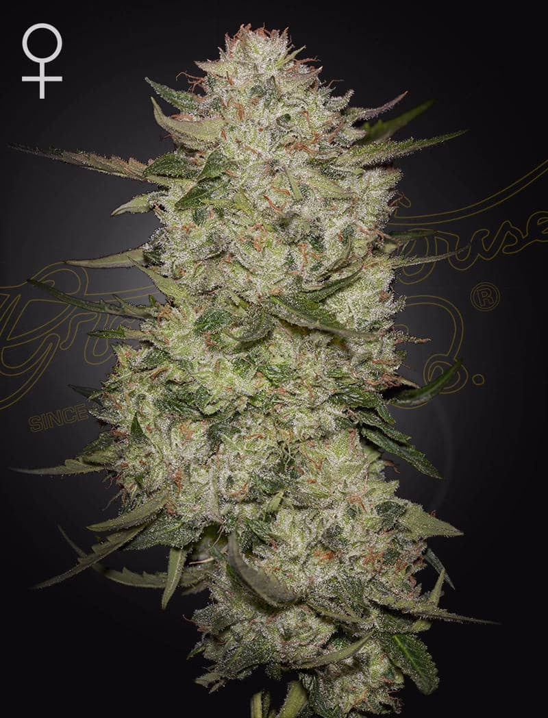 HighCloudZ Auto autoflower cannabis seeds by Green House Seed Co, HighCloudZ x Watermelon Auto