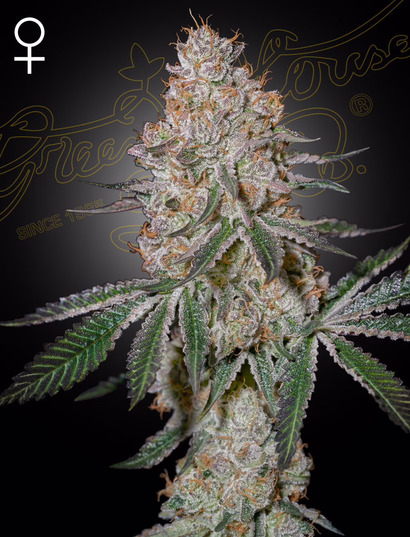 HighCloudZ feminized cannabis seeds by Green House Seed Co, WatermelonZ X Cloud Walker
