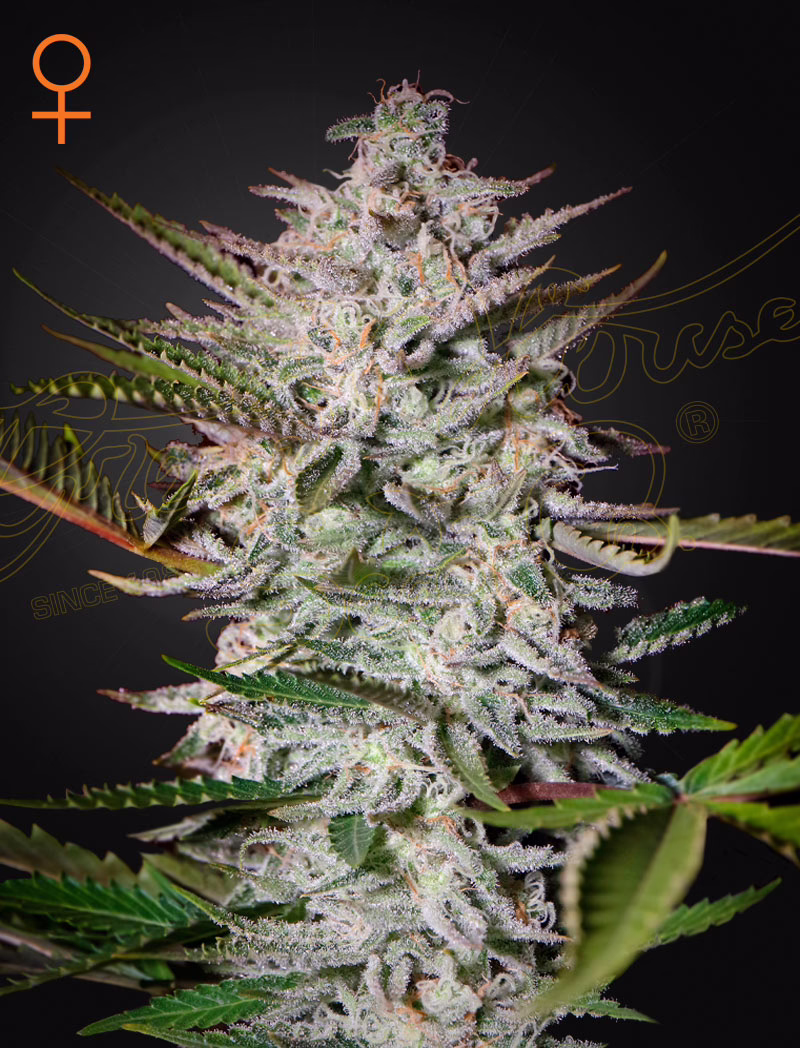 Holy Punch feminized cannabis seeds by Green House Seed Co, The Church x Grape, 5-pack