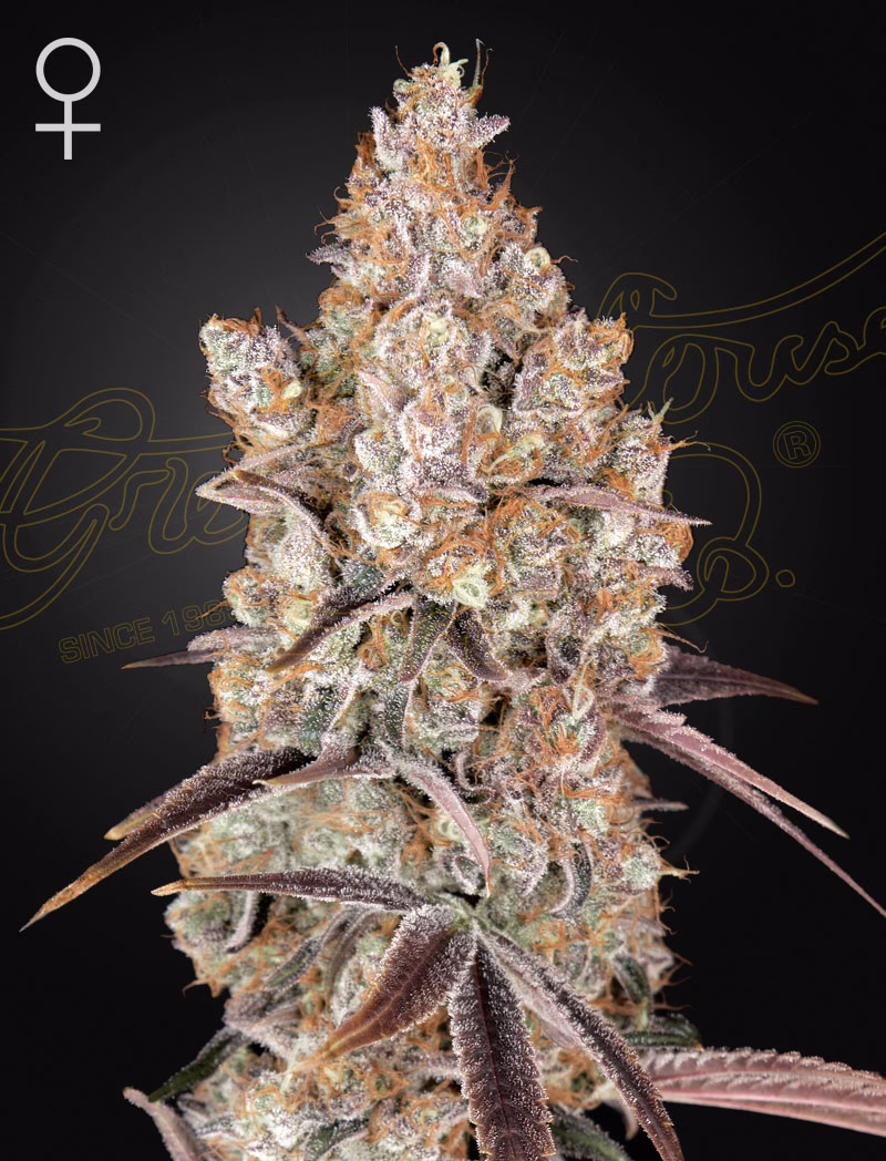 Holy Snow feminized cannabis seeds by Green House Seed Co, Hawaiian Snow x Holy Punch, 10-pack