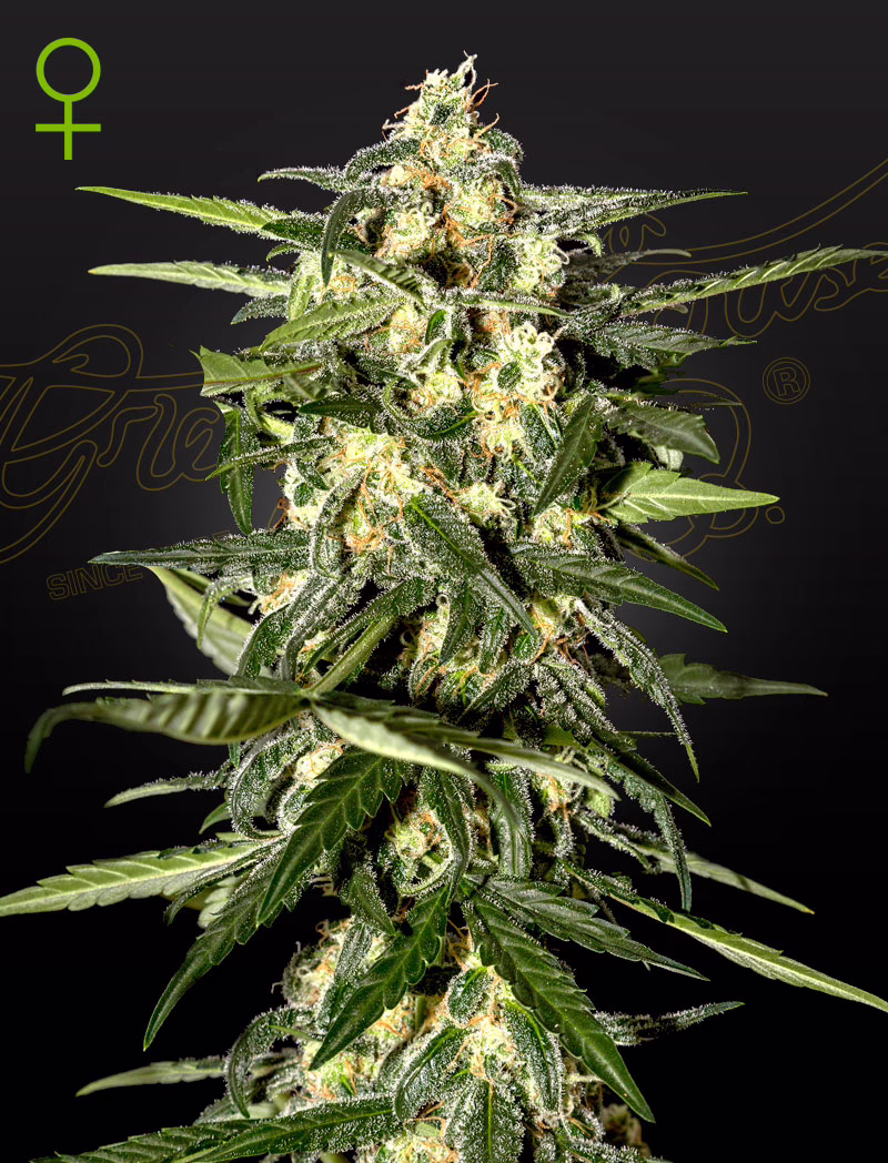 Jack Herer Auto autoflower cannabis seeds by Green House Seed Co, Jack Herer x Ruderalis, 10-pack