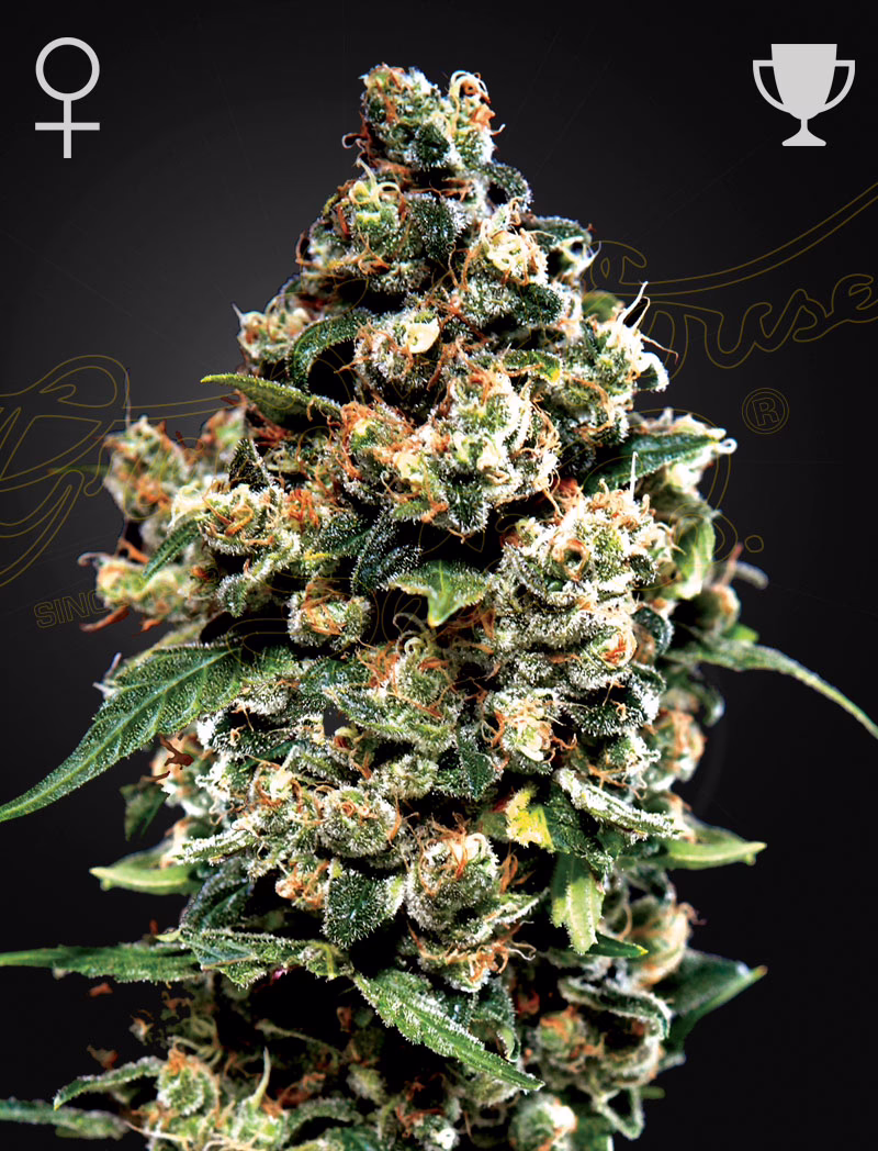 Jack Herer feminized cannabis seeds by Green House Seed Co, Haze x Red Skunk, 5-pack