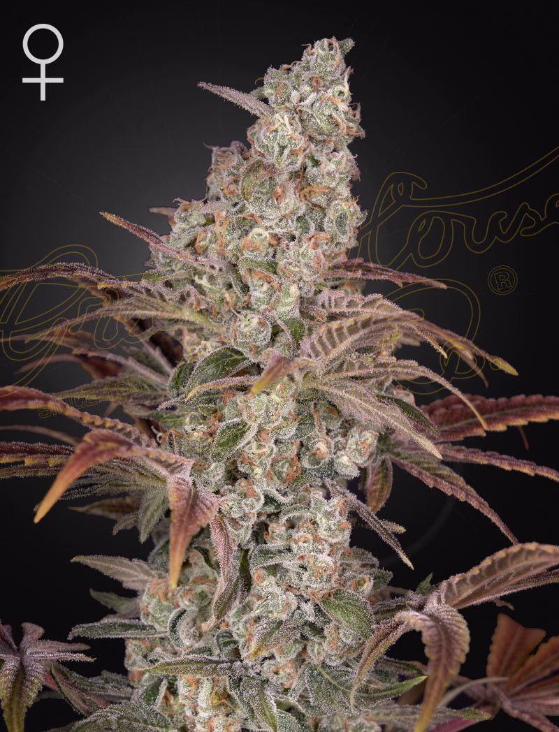 Jack's Dream feminized cannabis seeds by Green House Seed Co, Jack Herer x A.M.S