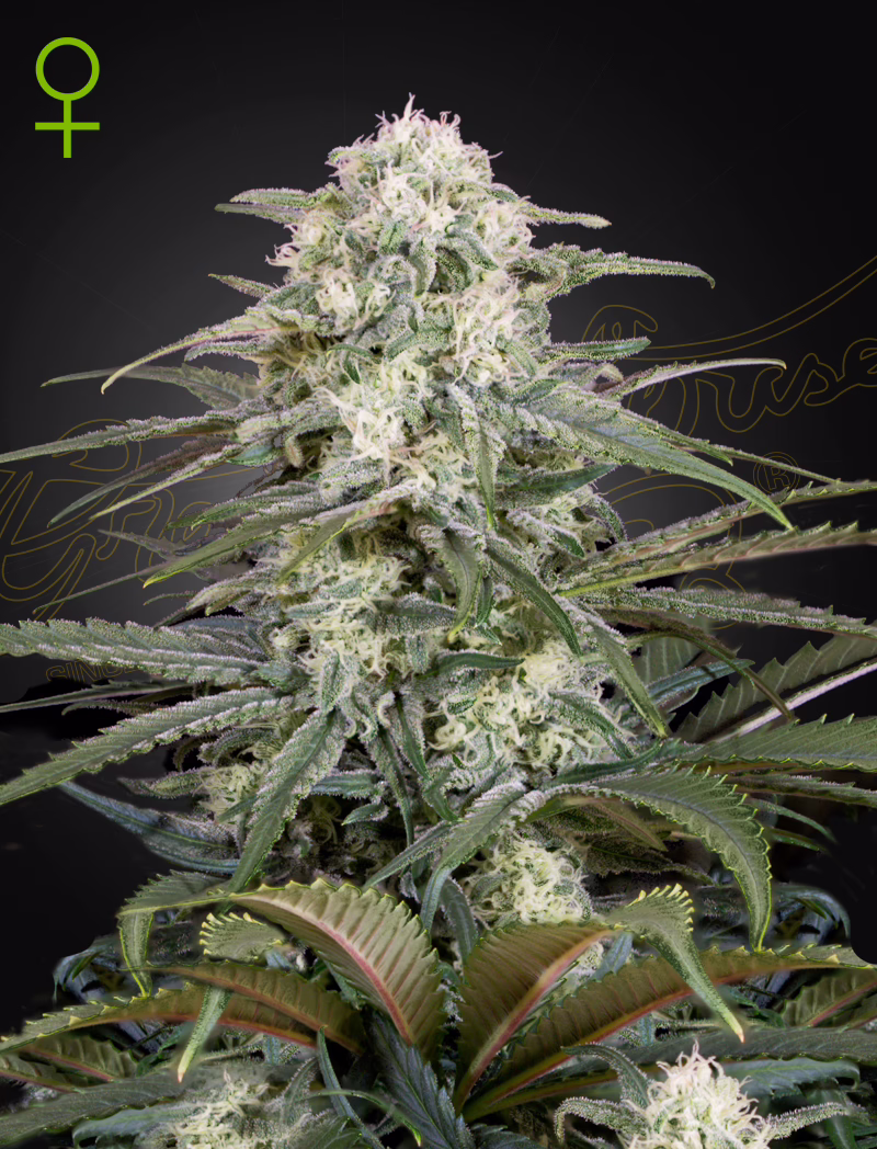 Kalashnikova Auto autoflower cannabis seeds by Green House Seed Co, Kalashnikova x Green-O-Matic, 5-pack