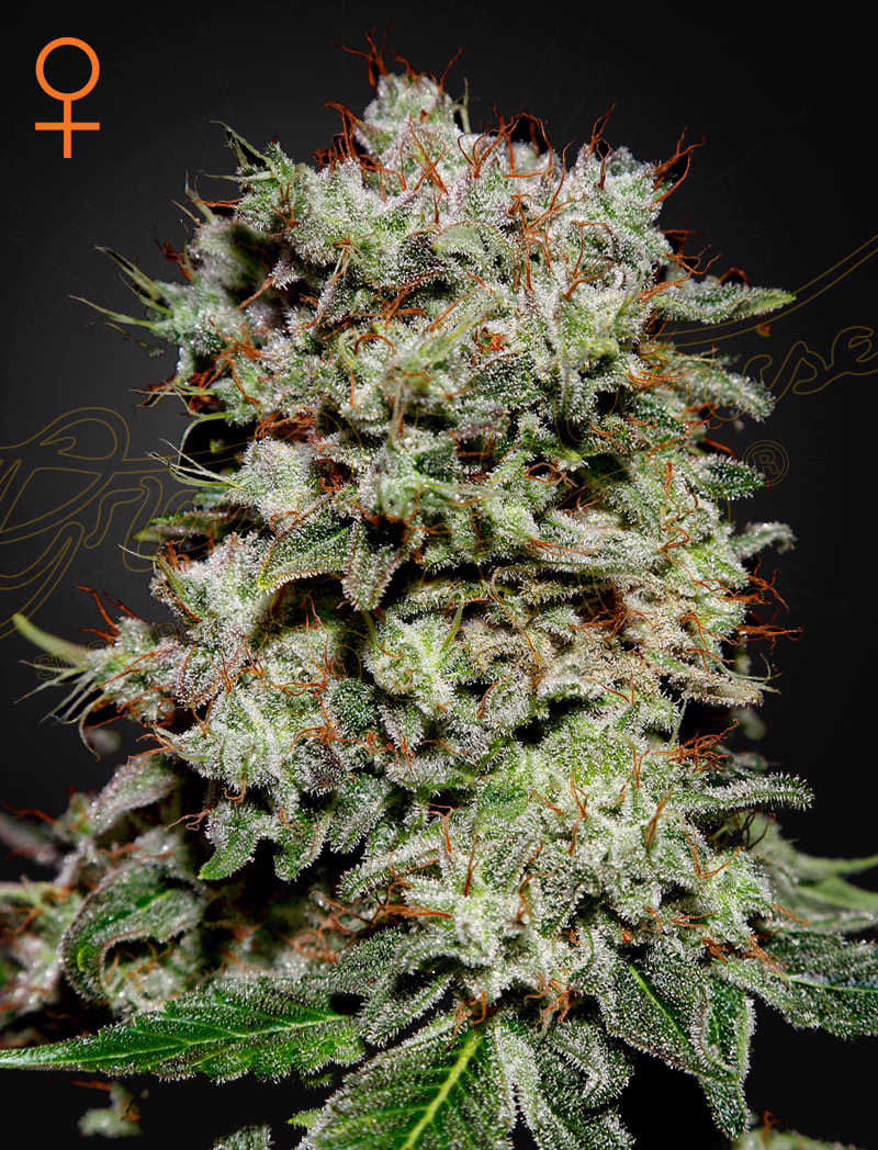 Kalashnikova feminized cannabis seeds by Green House Seed Co, AK-47 x White Widow, 5-pack