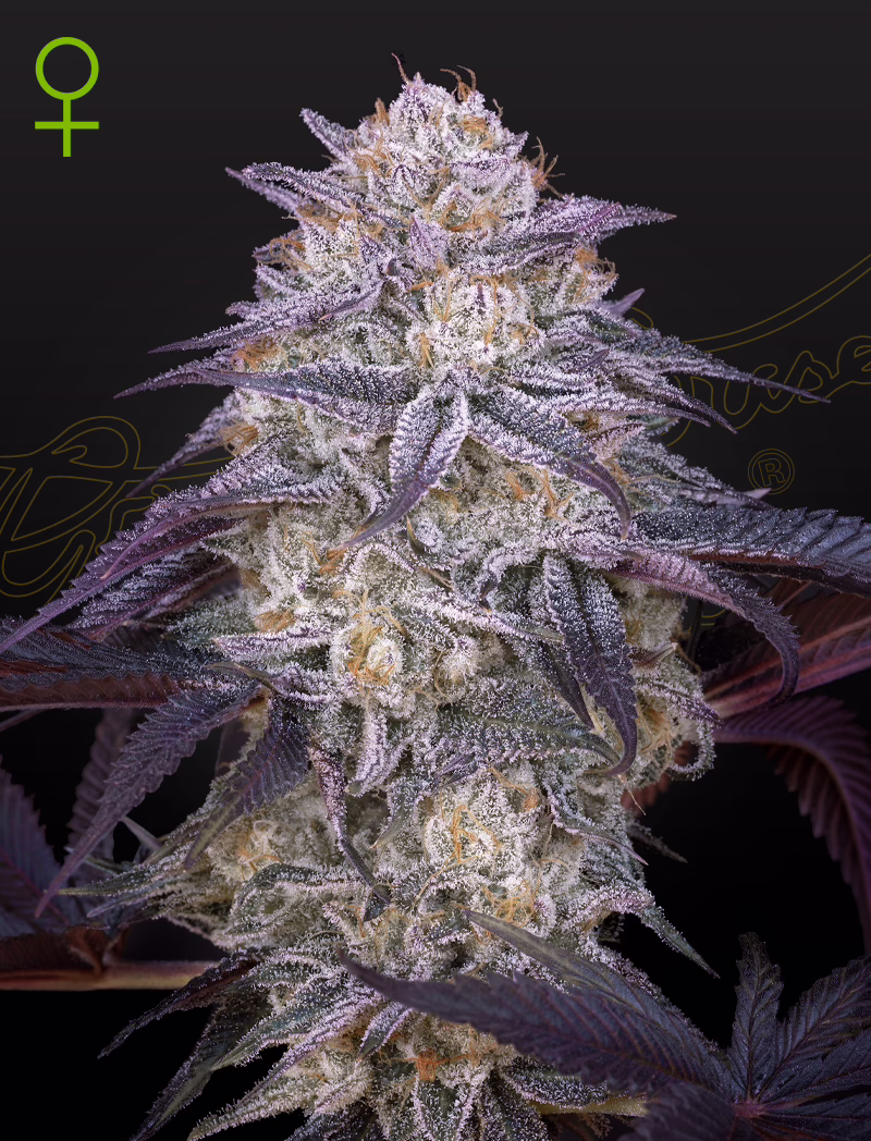 King's Juice Auto autoflower cannabis seeds by Green House Seed Co, KING'S JUICE X KING'S KUSH AUTO