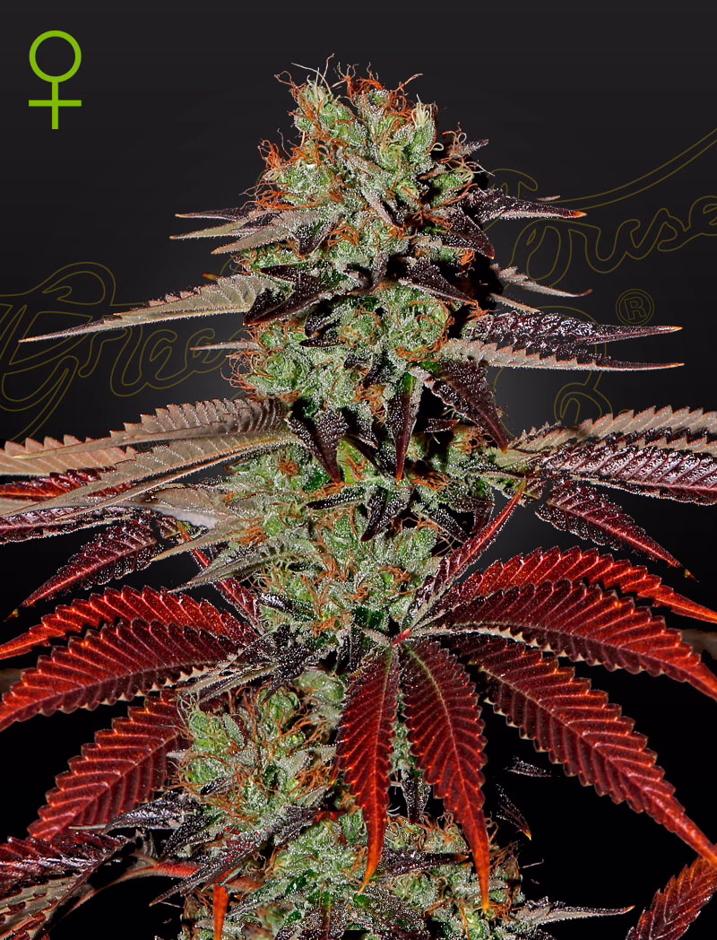 King's Kush Auto autoflower cannabis seeds by Green House Seed Co, King's Kush x Ruderalis, 5-pack