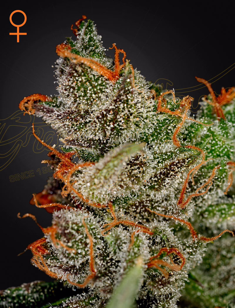 King's Kush feminized cannabis seeds by Green House Seed Co, OG Kush x Grape, 5-pack
