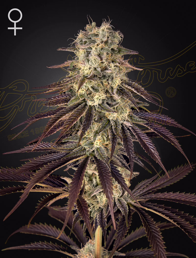 Kong's Krush feminized cannabis seeds by Green House Seed Co, Banana Punch x Wonder Pie, 5-pack