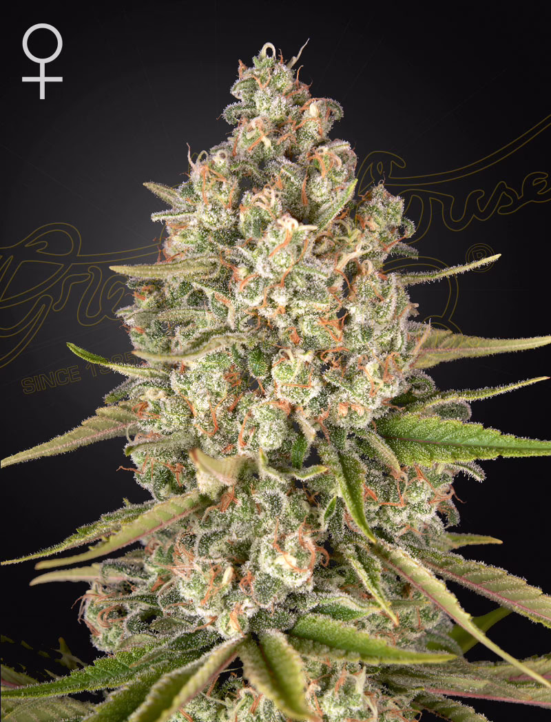 Lost Pearl feminized cannabis seeds by Green House Seed Co, Silver Pearl IBL, 5-pack