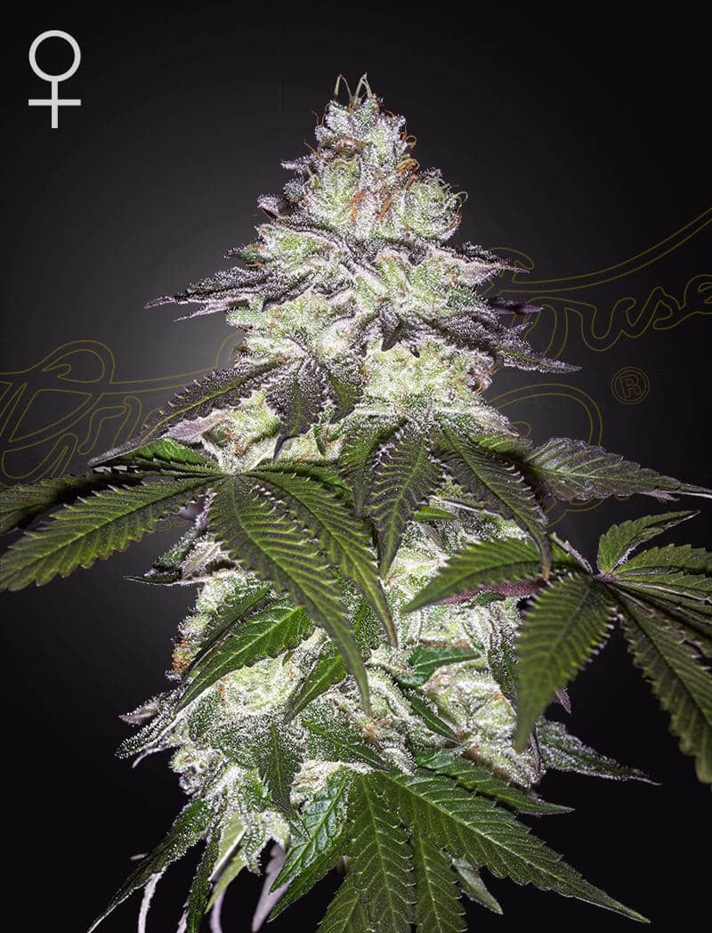 Milky Dreams feminized cannabis seeds by Green House Seed Co, Mother's Milk x Persian Pie