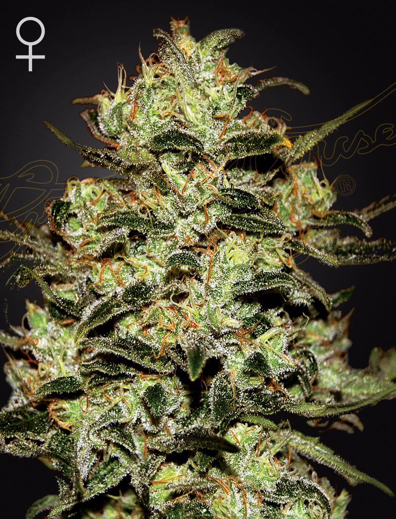 Moby Dick feminized cannabis seeds by Green House Seed Co, Haze x White Widow, 5-pack