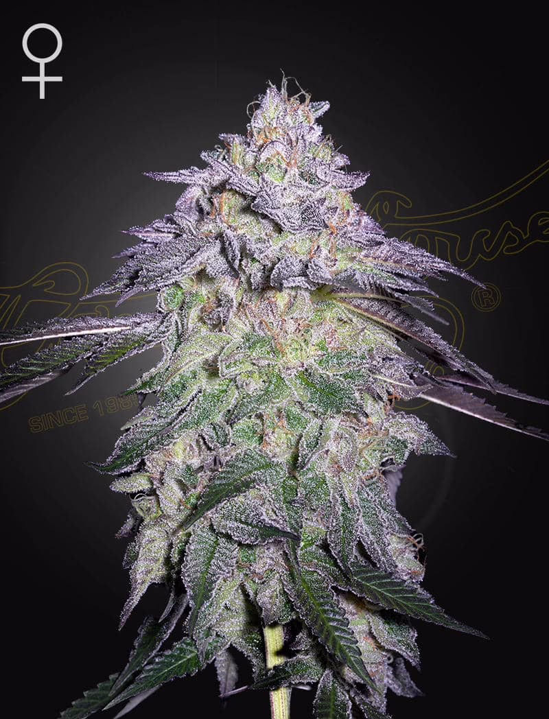 Nori Cake feminized cannabis seeds by Green House Seed Co, Kush Mint x Wonder Pie, 10-pack