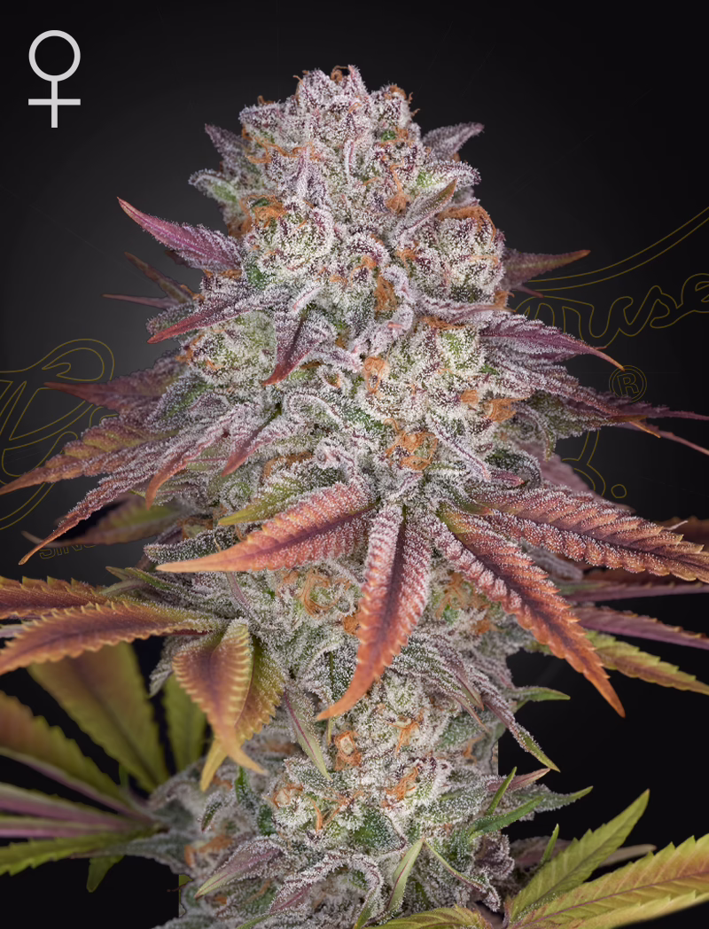 Pulp Friction feminized cannabis seeds by Green House Seed Co, Melonade x Kong's Krush, 5-pack