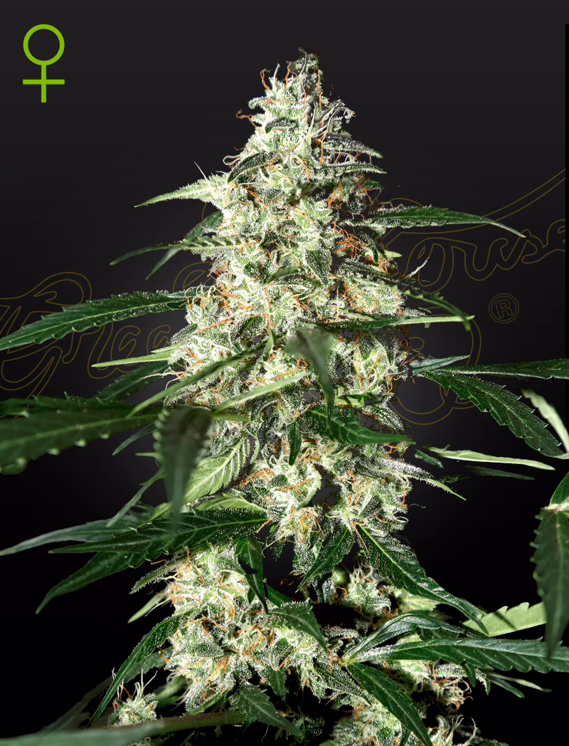 Skunk Auto autoflower cannabis seeds by Green House Seed Co, Skunk x Ruderalis, 10-pack